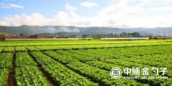 食材配送公司選擇種植基地應(yīng)該注意哪些事項(xiàng)？